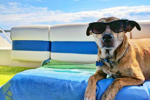 dog with sunglasses on laying on a towel