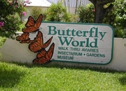 Butterfly W